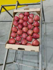 Яблоко оптом