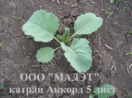 Семена хрена (Катран Аккорд) очень ядреный