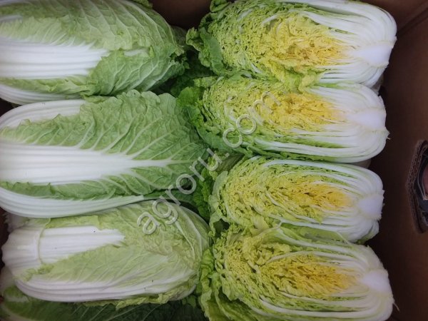 Пекинская капуста