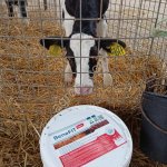 Синбиотик BeneFit Basic (Базовый) для сохранности молодняка.