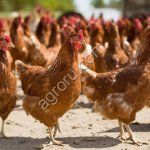 Куры Несушки