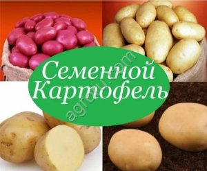 Семена картофеля