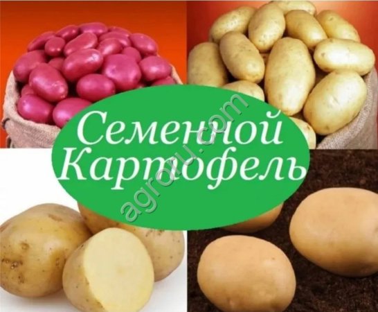 Семена картофеля