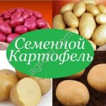 Семена картофеля
