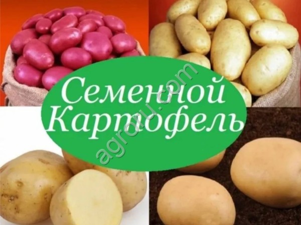 Семена картофеля