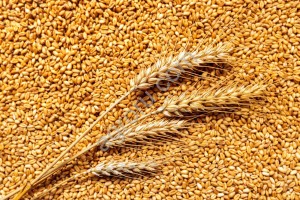 пшеницу 4 кл