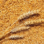 пшеницу 4 кл