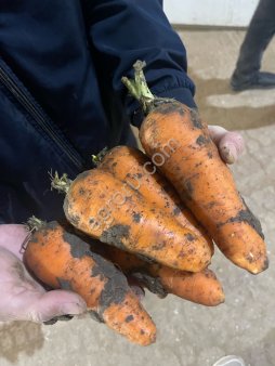 Морковь (Натуна, Фукусима, Нантская, Абака)