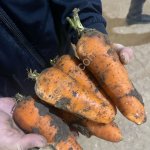 Морковь (Натуна, Фукусима, Нантская, Абака)
