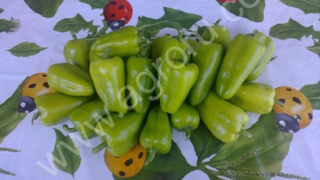 сладкий болгарский перец