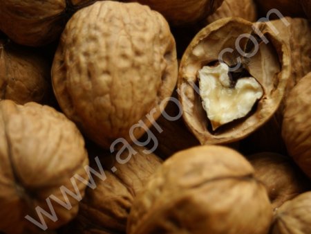 грецкий орех в скорлупе