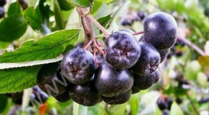 Саженцы плодовых деревьев и кустарников
