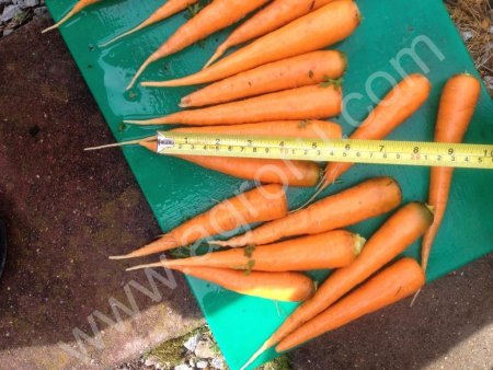 Морковь от производителя