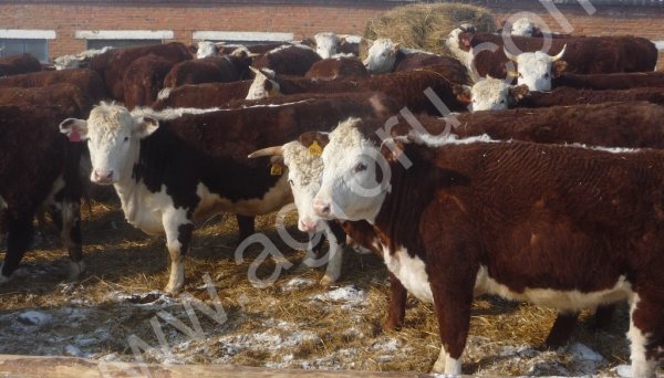 КРС живым весом