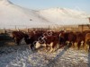 Казацкая Белоголовая