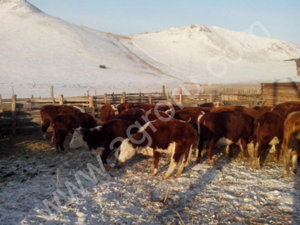 Казацкая Белоголовая