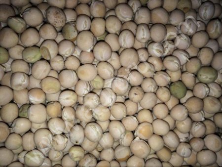 Горох продовольственный