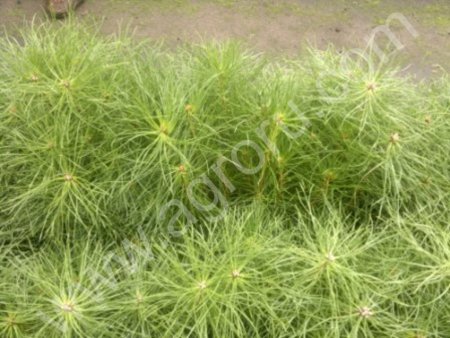 Сеянцы сосны обыкновенной