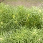 Сеянцы сосны обыкновенной