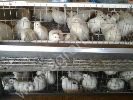 Перепела техасские