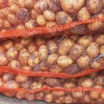 Семенной картофель Гала