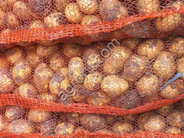 Семенной картофель Гала