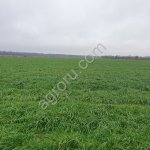 семена Фестулолиума сорт Аллегро