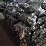 Свекла продовольственная