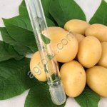 Семенной картофель