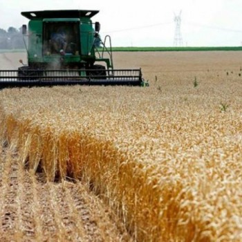 Краткий обзор зернового рынка