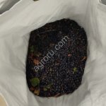 Черника мороженная