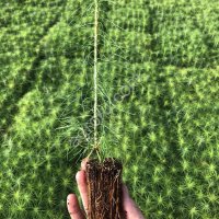 Сеянцы сосны обыкновенной ЗКС