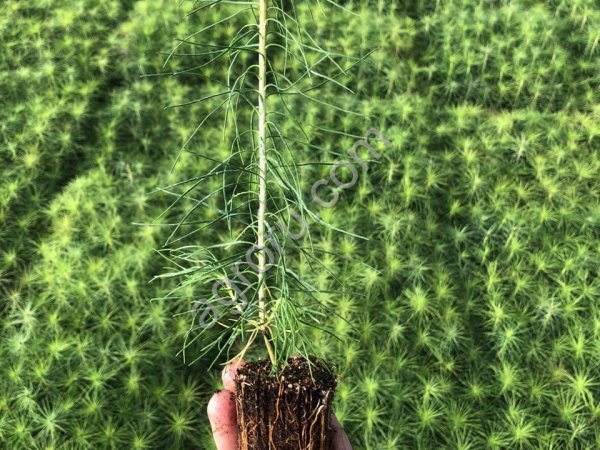 Сеянцы сосны обыкновенной ЗКС