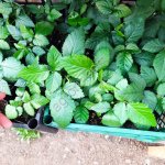 Ежевика саженцы