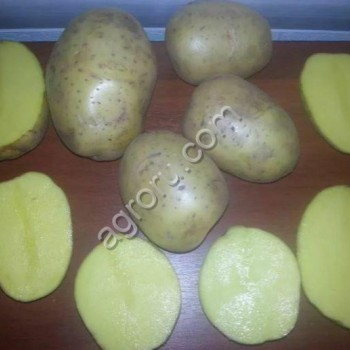 Картофель, сорт Удача