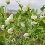 Семена зернобобовых культкр