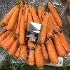 морковь оптом