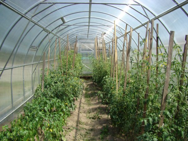 Тепличные комбинаты России работают на грани рентабельности