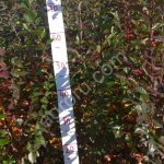 Кизильник блестящий