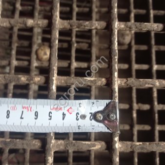 Картофель крупный Гала