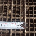 Картофель крупный Гала