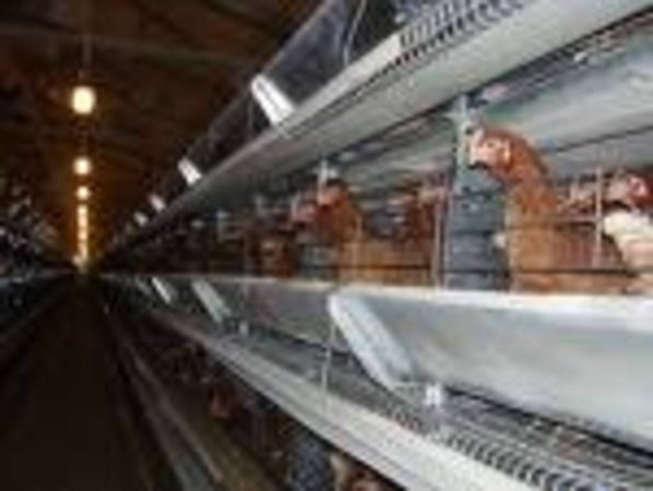 Стратегия птицефабрики Волгоградский бройлер заключается в постоянном наращивании объема производства и продажи продукции.