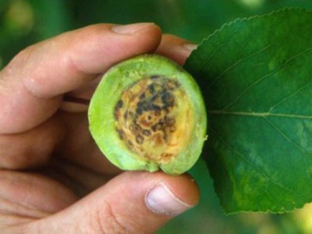 На территории ряда садоводческих товариществ установлен карантин