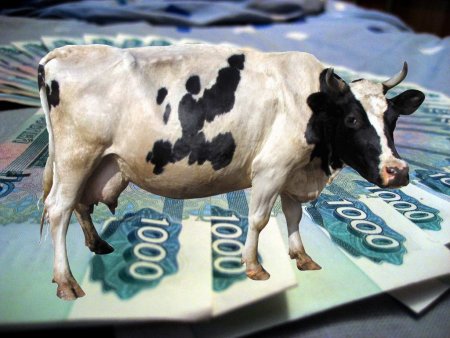 Пермский край: молочные субсидии