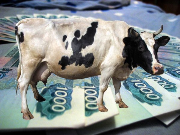 Пермский край: молочные субсидии