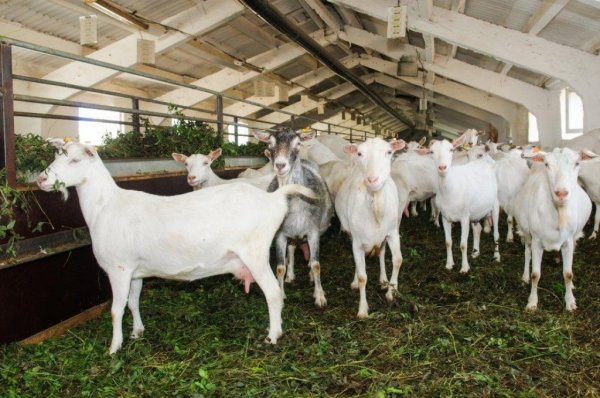 Краткий обзор рынка мяса