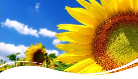 На Кубани уже убрано более 50% площадей подсолнечника