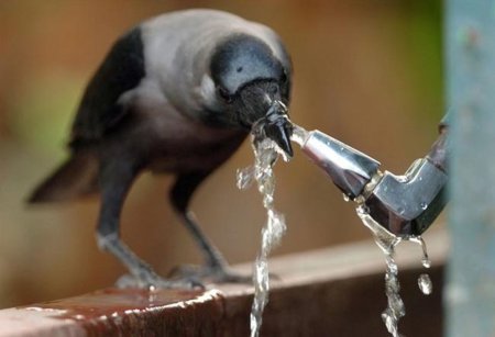 Южная Корея бьет тревогу в связи с ростом цен на американскую кукурузу и пшеницу