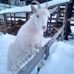 двух козочек и козлика 5 мес