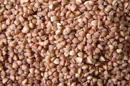 В чем причина снижения цен на зерно гречихи?